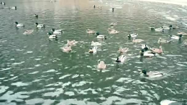 Muitos patos diferentes na lagoa alimentados por pessoas — Vídeo de Stock