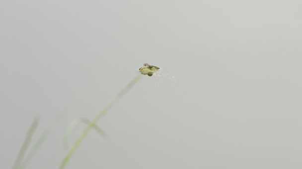 Frosch schwimmt auf Wasseroberfläche — Stockvideo