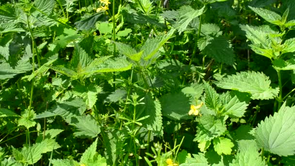 Weelderige groene brandnetels achtergrond — Stockvideo