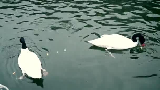 Två svarta svanar i damm — Stockvideo