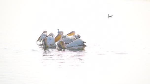 Les grands pélicans blancs nagent dans le lac à l'aube — Video