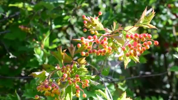 Ripening arrowwood berries on green background — Stock Video
