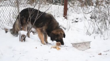 Köpek et kar kış yer