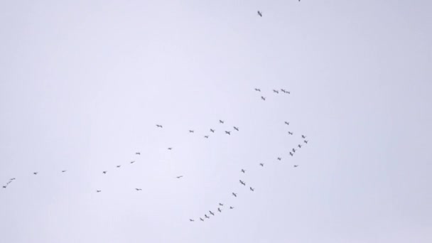 Pelicans fly on background of grey sky — Stock Video