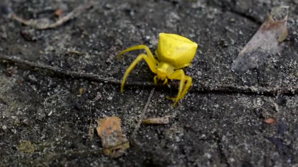 Crabe jaune Araignée sur le sol dans la forêt. Thomisus onustus . — Video