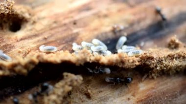 Karıncalar onların larva uzağa taşımak