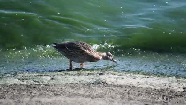 Pato alimentándose en la orilla del río en busca de comida — Vídeo de stock