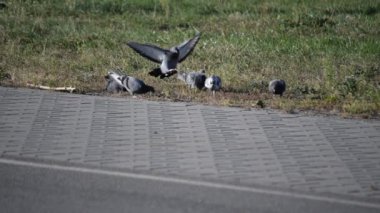 Çim City güvercin hayvan yemi için