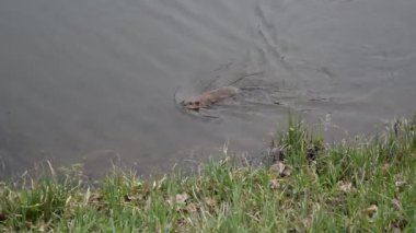 Misk sıçanı suda yüzüyor