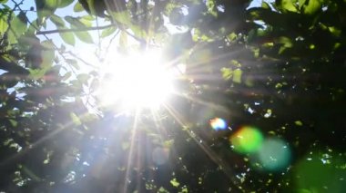 Yeşil ağaç yaprakları ile parlayan güneş