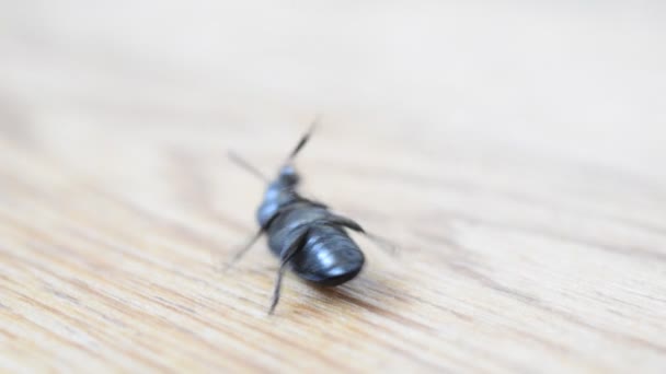 Le scarabée noir couché sur le dos essaie de se lever — Video