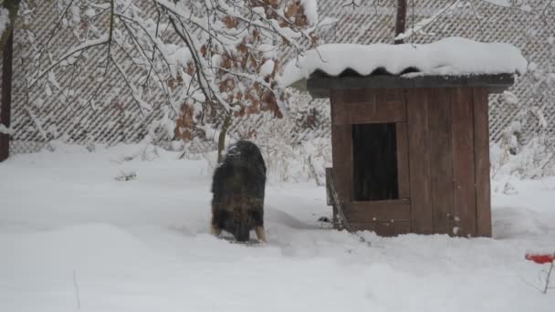 Hond op keten eten in de sneeuw in de buurt van de kennel — Stockvideo