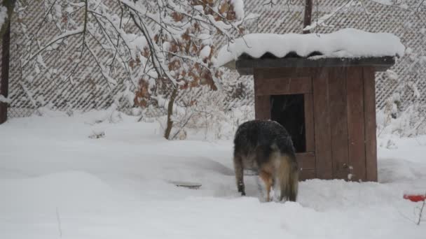 Собака на ланцюжку в снігу входить в розплідник взимку в снігопаді . — стокове відео