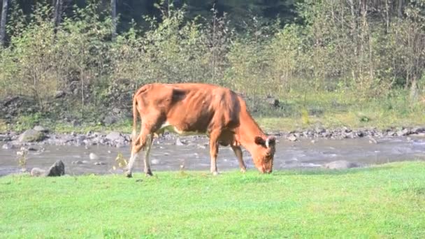 푸른 초원에서 풀을 뜯는 소들 — 비디오