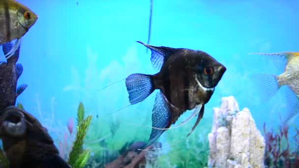 Pesci diversi in acquario — Video Stock