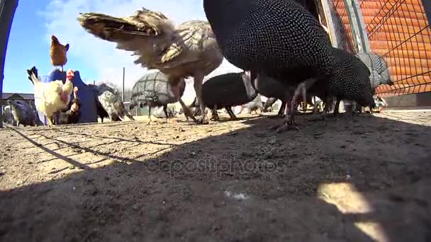 Muitas aves raras no zoológico — Vídeo de Stock
