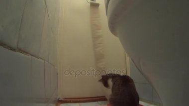 Tuvalet kağıdı ile oynayan ve bu unrolling etkin kedi.