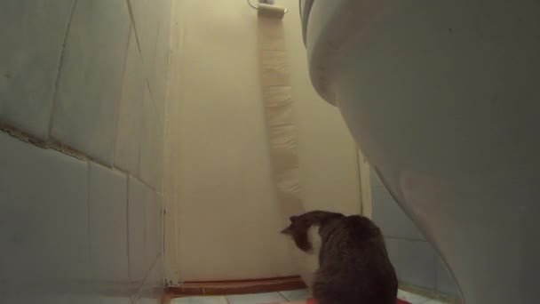 Ενεργό γάτα παίζει με το χαρτί τουαλέτας και ξετυλίγει τον. — Αρχείο Βίντεο