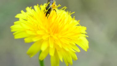 Arı polen sarı karahindiba toplar.
