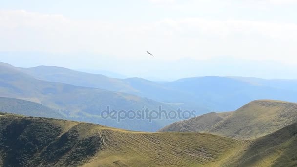 Vogel fliegt über die Karpaten — Stockvideo