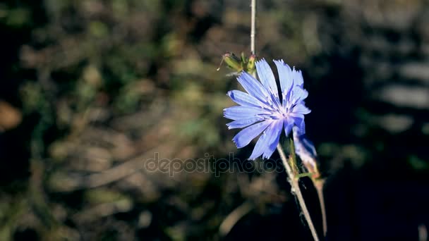 Fiore di cicoria comune in estate — Video Stock