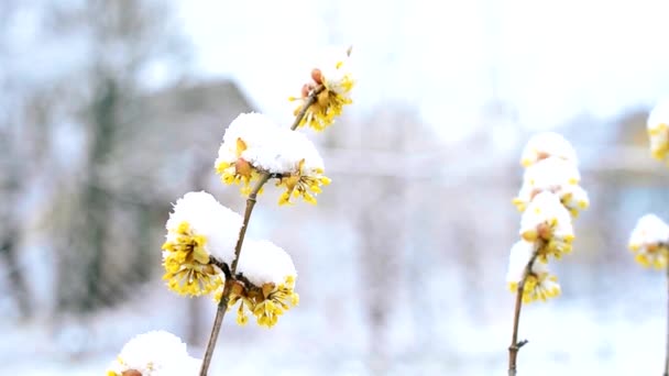 Снег выпадает зимой или весной на снежные вишневые ветки с цветами — стоковое видео