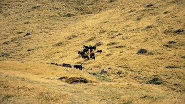 Atlarla çoban ve köpek sürüsü mera üzerinde