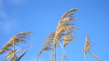 Mavi huzurlu gökyüzü arka plan üzerinde rüzgarda sallanan Reed