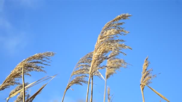 Canna ondeggiante nel vento sullo sfondo del cielo blu e pacifico — Video Stock