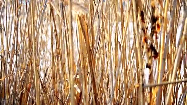 Gammal torr reed vajande i vinden vintertid på bakgrunden av en frusen sjö täckt med snö — Stockvideo