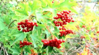 Rüzgarda sallanan kırmızı arrowwood çilek