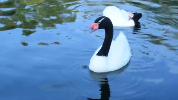 Черные лебеди с шеей и румяные шельфы плавают в пруду — стоковое видео