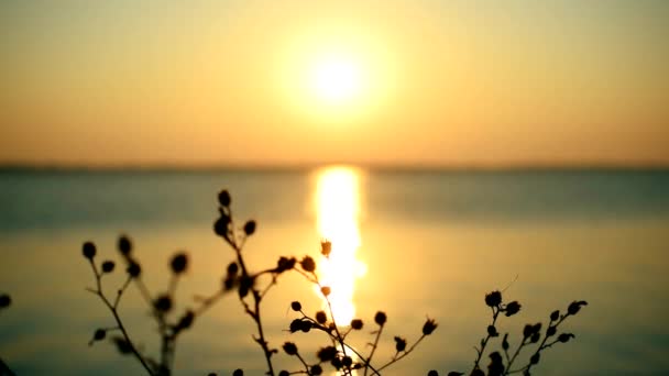 Sunrise or sunset over sea or river with a silhouette of plant — Stock Video