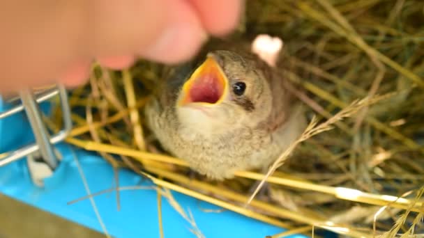 Mão humana alimentando um whitethroat incipiente — Vídeo de Stock