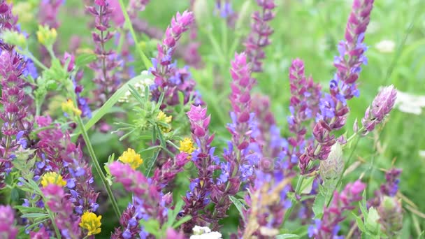 Garden sage flowers filling the frame — Stock Video