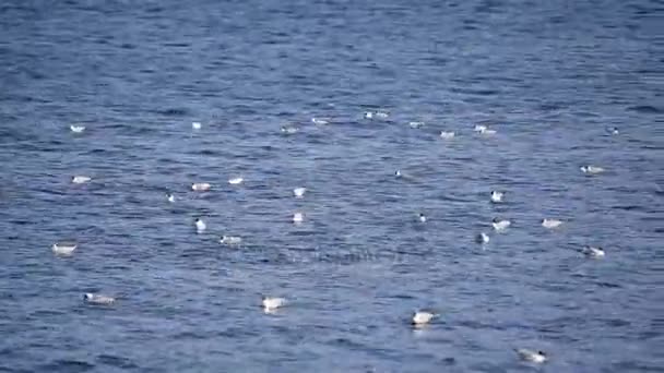 Seagull float, one bird alights on water — Stock Video