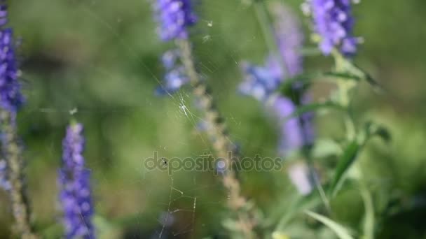Teia de aranha em flores de sálvia em campo verde no verão — Vídeo de Stock
