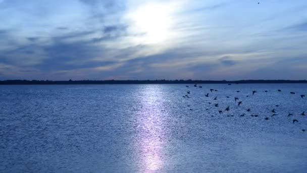 Зграя птахів летить на тлі річкового пейзажу на світанку — стокове відео