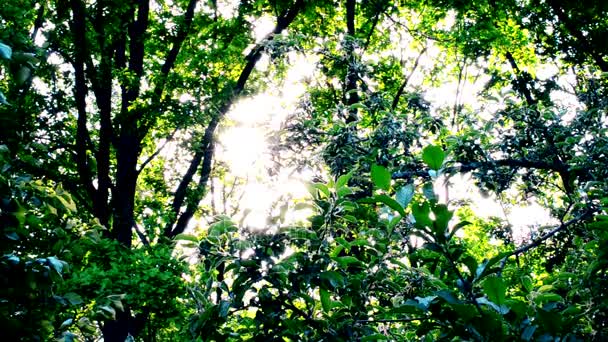 Sol brilhando através de vibrante brilhante folhagem verde exuberante de árvores — Vídeo de Stock