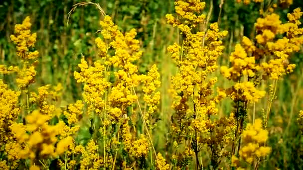 Beautiful yellow field flowers in a meadow