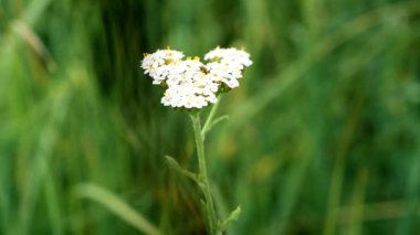 Civanperçemi bir böceği üstünde o ile. Achillea millefolium.