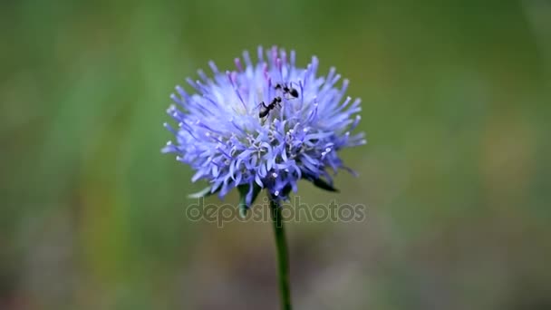 Le formiche strisciano su un bellissimo fiore viola — Video Stock