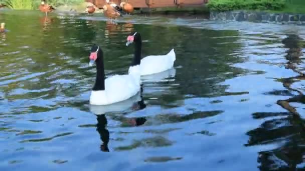 Bonita pareja de dos cisnes de cuello negro en el estanque — Vídeos de Stock