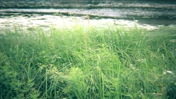 Zelené ostřice, reed, tráva kymácející poblíž řeky nebo jezera — Stock video