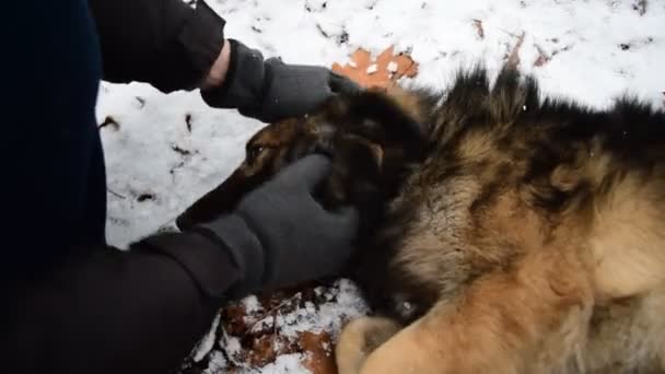Мануель його улюблений монгольський собака — стокове відео
