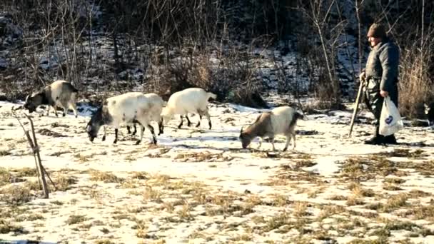 Pastor pastoreando unas cabras en invierno — Vídeos de Stock