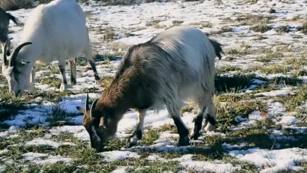 Mange geiter spiser gress om vinteren. – stockvideo