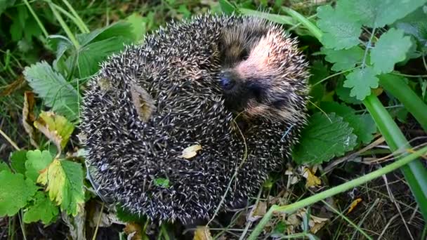 European hedgehog unrolls from a ball — Stock Video