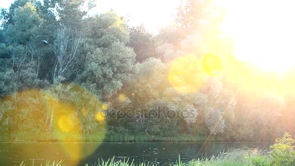 Beau coucher de soleil avec la lumière du soleil venant à travers le feuillage des arbres — Video