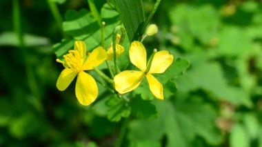 Chelidonium majus. Büyük kırlangıçotu Kabarık sarı çiçek.